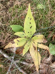 Lysimachia borealis