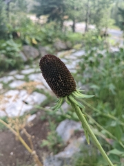 Rudbeckia occidentalis