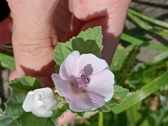 Althaea officinalis