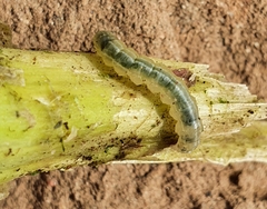 Cosmia trapezina
