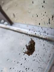 Hyla versicolor