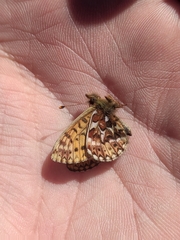 Boloria freija
