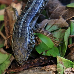 Trachylepis capensis