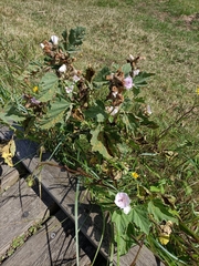 Althaea officinalis