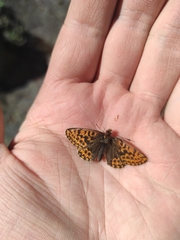 Boloria freija