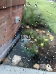Hyla versicolor
