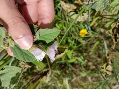 Althaea officinalis