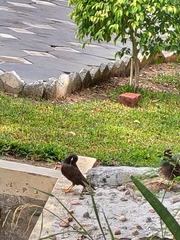 Acridotheres tristis