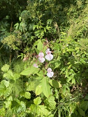 Impatiens glandulifera