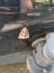 Euplagia quadripunctaria