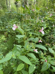 Impatiens glandulifera