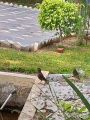 Acridotheres tristis