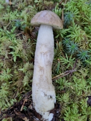 Leccinum holopus