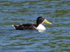 Anas platyrhynchos domesticus