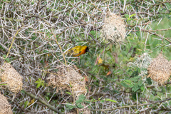 Ploceus melanocephalus