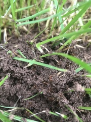 Myrmica