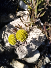 Leucospermum prostratum