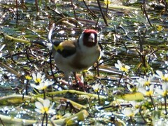 Carduelis carduelis