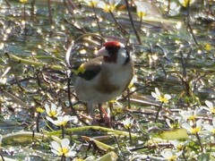 Carduelis carduelis
