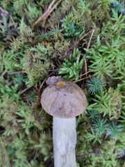 Leccinum holopus