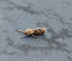 Triodia sylvina