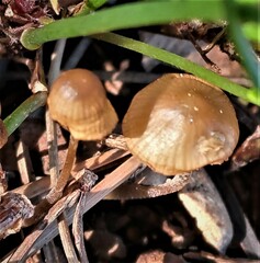 Galerina badipes