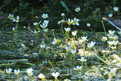 Ranunculus aquatilis