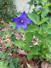 Platycodon grandiflorus