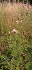 Cirsium arvense
