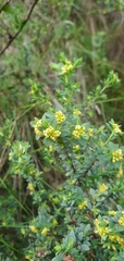 Pimelea serpyllifolia serpyllifolia