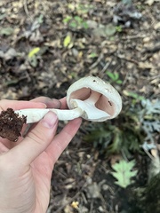 Agaricus placomyces