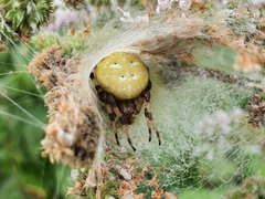 Araneus quadratus