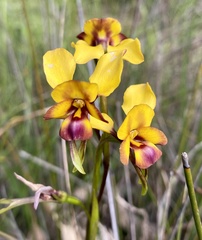 Diuris magnifica