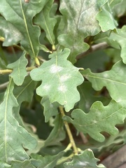 Erysiphe alphitoides