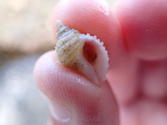 Neogastropoda