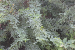 Prosopis juliflora