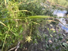 Carex folliculata