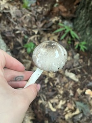 Agaricus placomyces