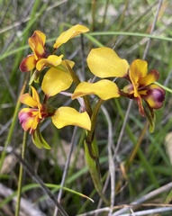 Diuris magnifica