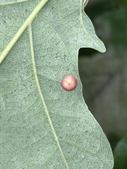 Neuroterus quercusbaccarum