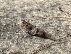 Oedipodinae