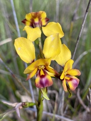 Diuris magnifica