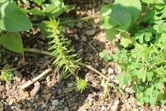 Petrosedum rupestre