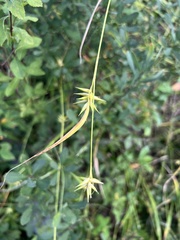 Carex folliculata