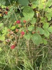 Rubus armeniacus
