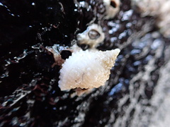 Neogastropoda