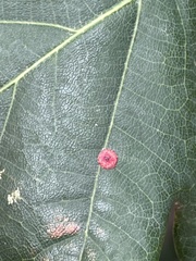 Neuroterus quercusbaccarum