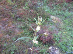 Melampyrum pratense