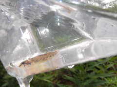 Etheostoma stigmaeum