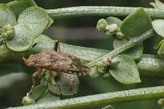 Dolycoris baccarum